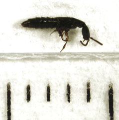 Leptacinus pusillus