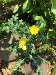 Argemone mexicana