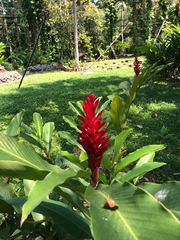 Alpinia purpurata