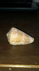 Conus purpurascens
