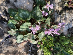 Cyclamen persicum