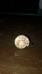 Conus purpurascens