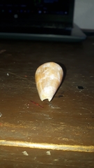Conus purpurascens