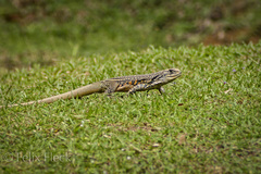 Leiolepis belliana