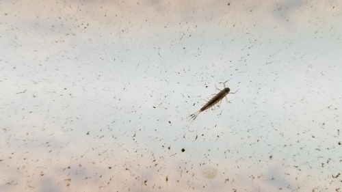 iNaturalist observation photo of Siphlonurus quebecensis