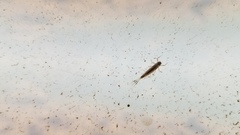 Siphlonurus quebecensis