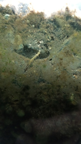 iNaturalist observation photo of Winged and Once-winged Insects