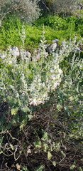 Salvia dominica