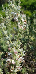 Salvia dominica