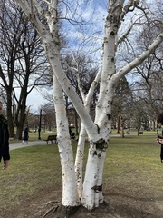 Betula utilis jacquemontii