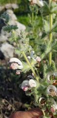 Salvia dominica