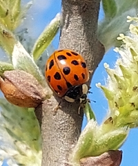 Harmonia axyridis