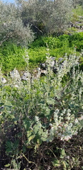 Salvia dominica