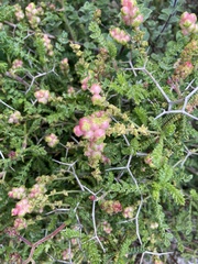 Sarcopoterium spinosum