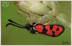 Zygaena hilaris