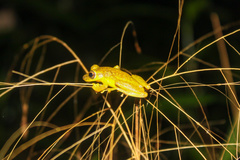 Scinax ictericus