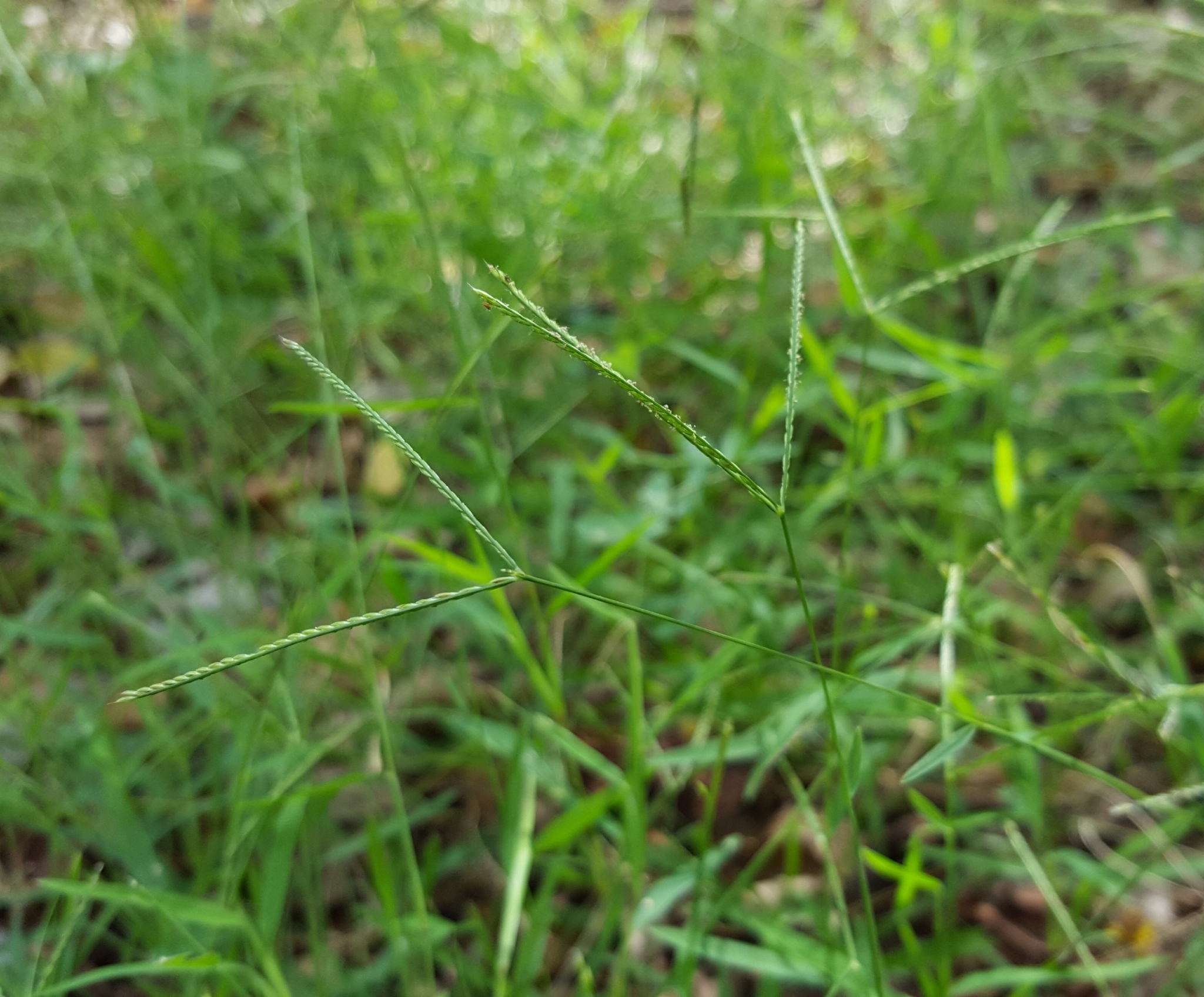 (c) François Rousseu, certains droits réservés (CC BY-NC) https://www.inaturalist.org/observations/109310896