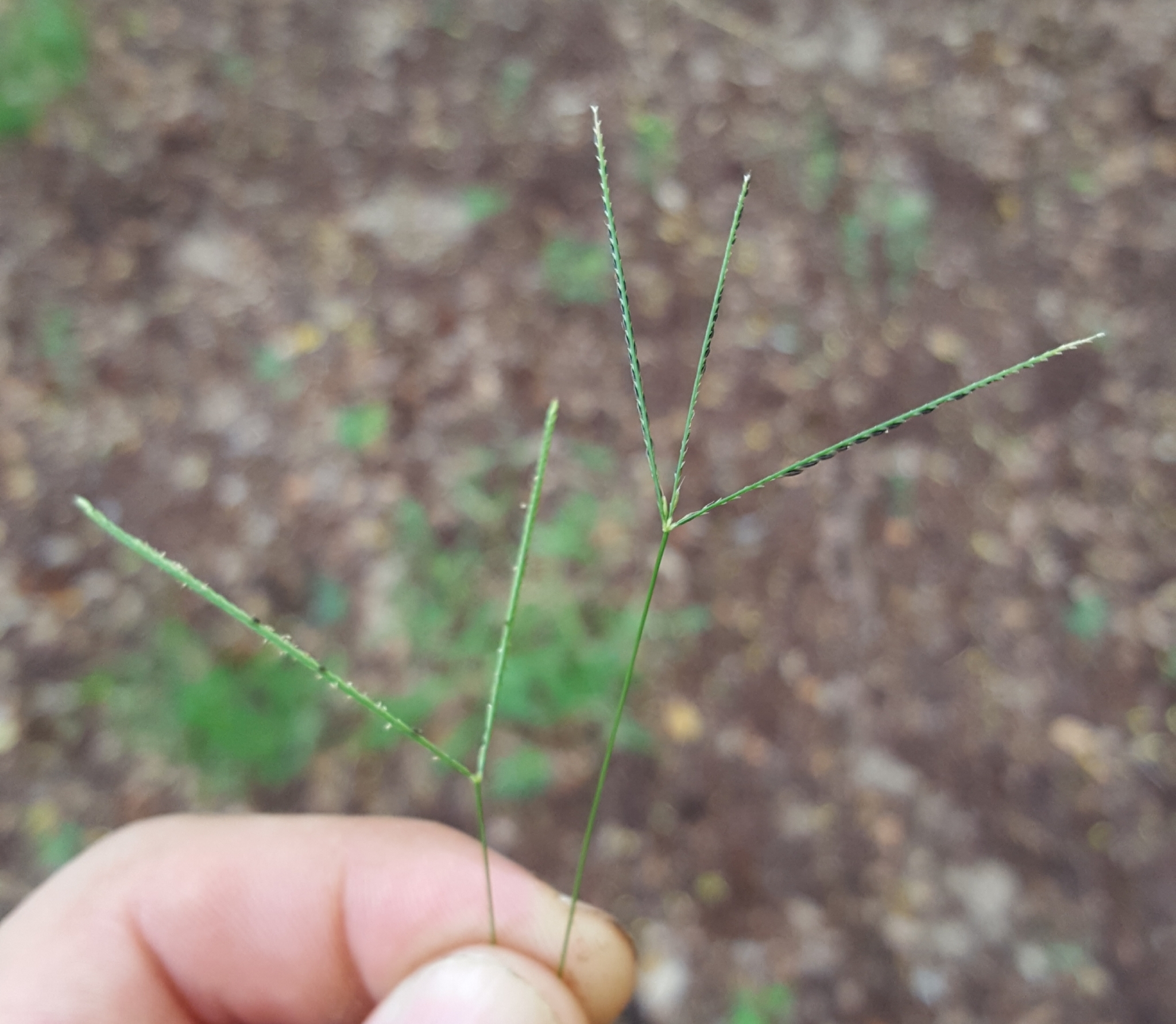 (c) François Rousseu, certains droits réservés (CC BY-NC) https://www.inaturalist.org/observations/109310896