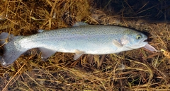 Oncorhynchus mykiss