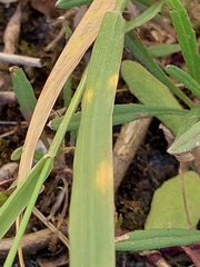 Puccinia