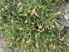 Sarcopoterium spinosum