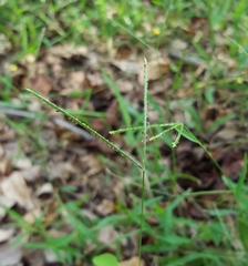 Daknopholis boivinii