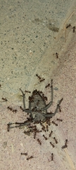 Monomorium