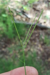 Daknopholis boivinii