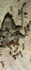 Monomorium