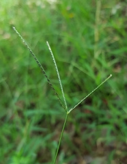 Daknopholis boivinii