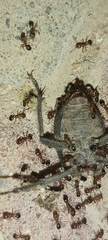 Monomorium