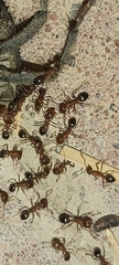 Monomorium