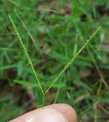 Daknopholis boivinii