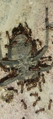 Monomorium