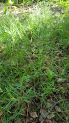 Daknopholis boivinii