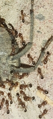 Monomorium