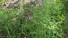 Daknopholis boivinii