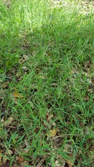 Daknopholis boivinii