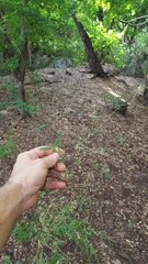 Daknopholis boivinii