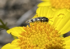 Acmaeodera vernalis