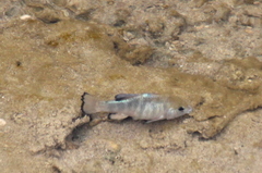Cyprinodon salinus salinus