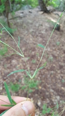 Daknopholis boivinii