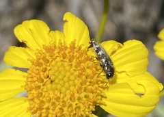 Acmaeodera vernalis