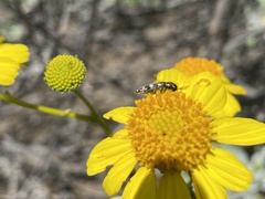 Acmaeodera vernalis