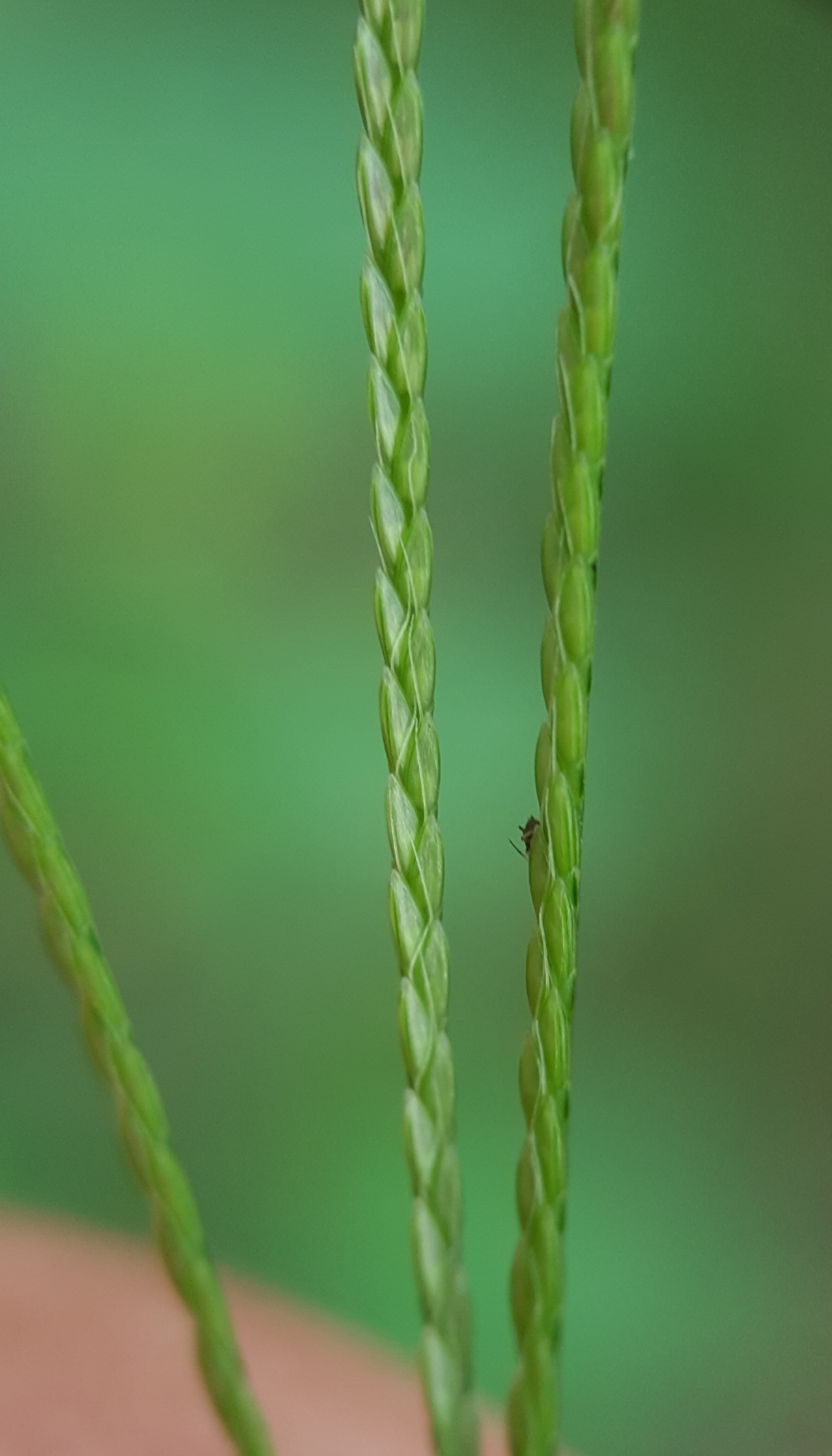 (c) François Rousseu, certains droits réservés (CC BY-NC) https://www.inaturalist.org/observations/109310896