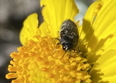 Acmaeodera vernalis