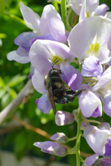 Xylocopa californica californica
