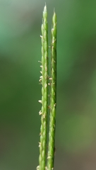 Daknopholis boivinii