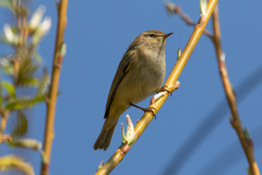 Phylloscopus collybita
