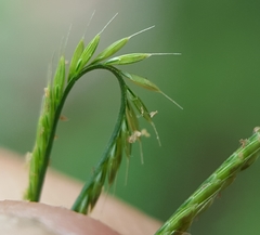 Daknopholis boivinii